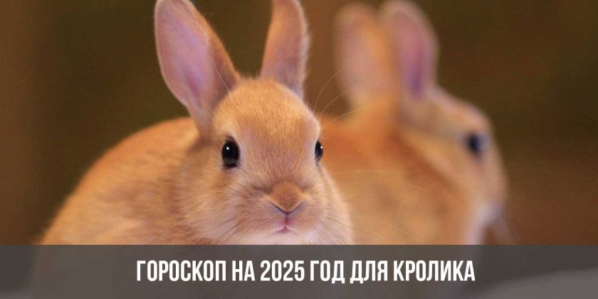 Гороскоп на 2025 год для Кролика