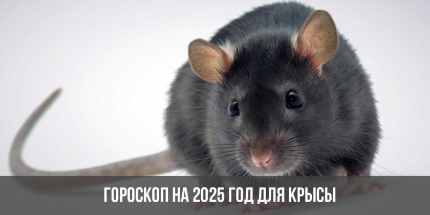 Гороскоп на 2025 год для Крысы