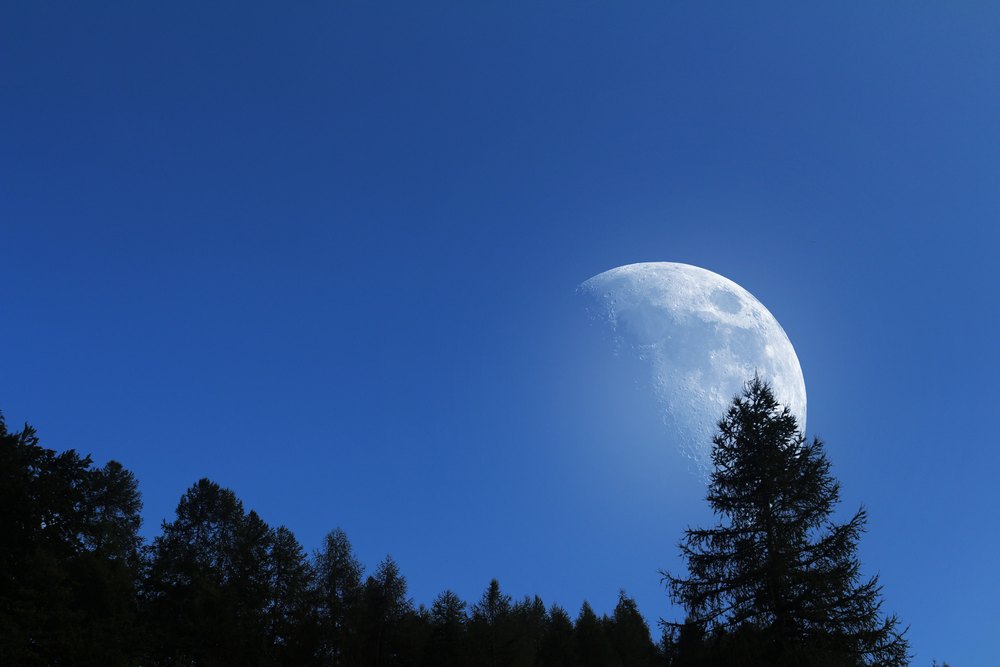 Деревья на фоне Луны