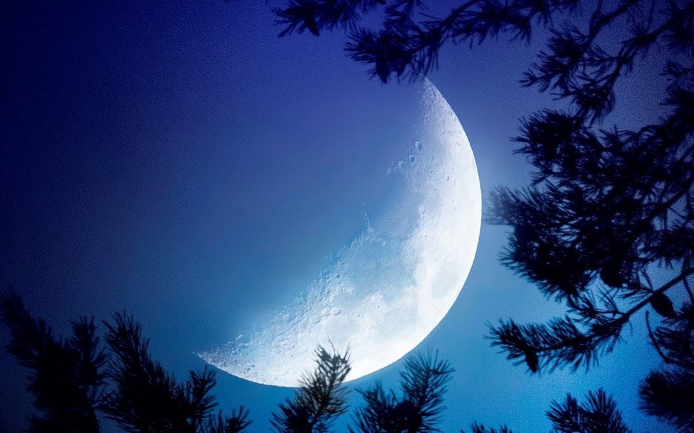 Ветки деревьев на фоне Луны